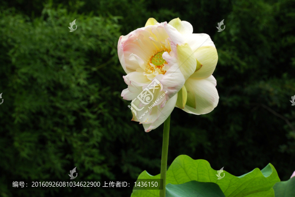 荷花攝影