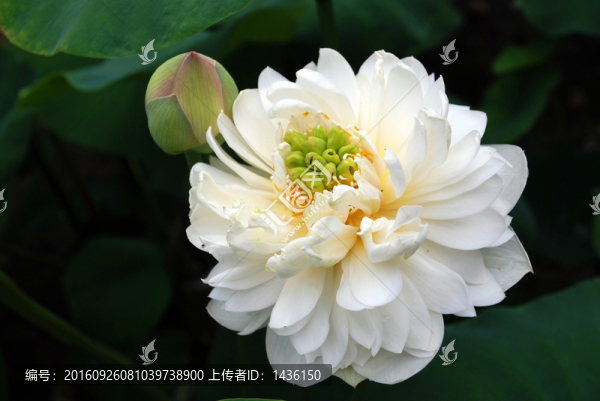 荷花