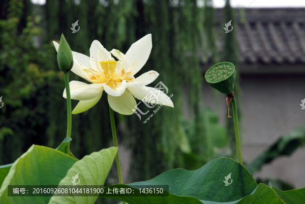 荷花攝影