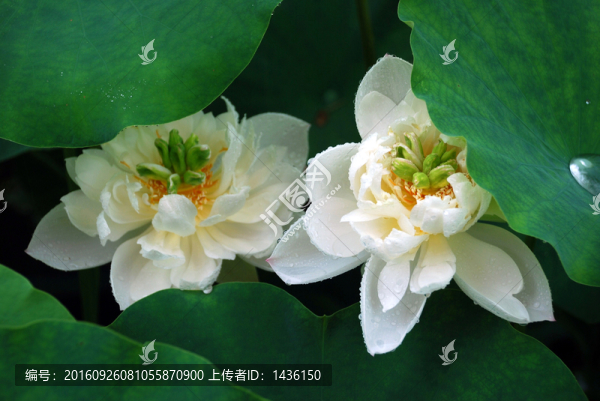 荷花荷葉