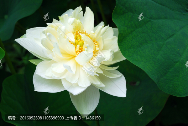 白荷花特寫