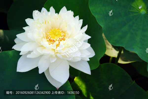 白荷花,,,白蓮