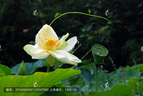 荷花,,,荷花池