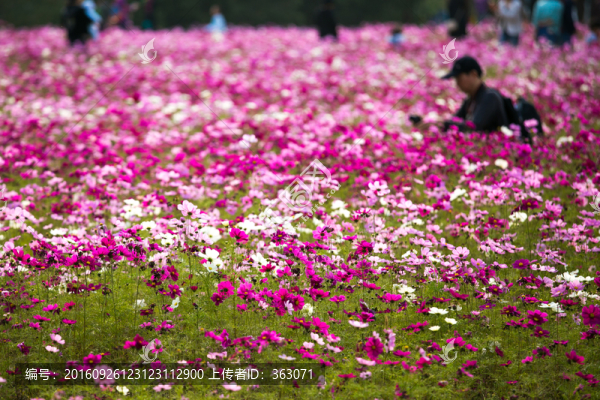 奧林匹克森林公園的波斯菊