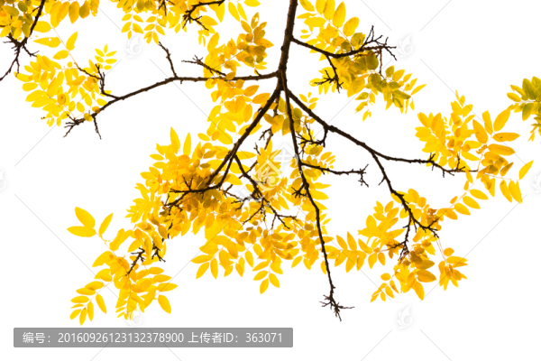 奧林匹克森林公園的秋葉