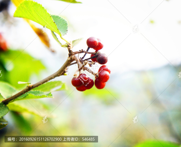 山里紅果