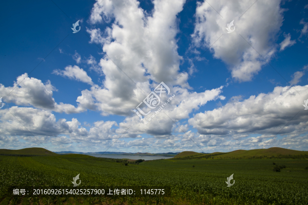 白云,風景,藍天,叢林,樹木