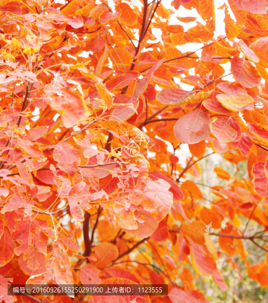 紅葉背景