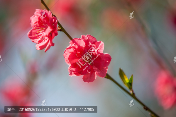 桃花