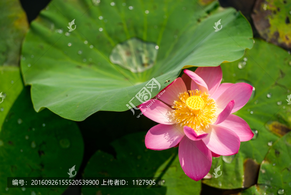 荷花