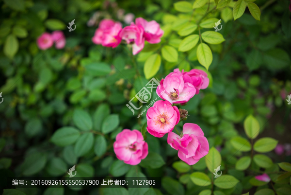 薔薇