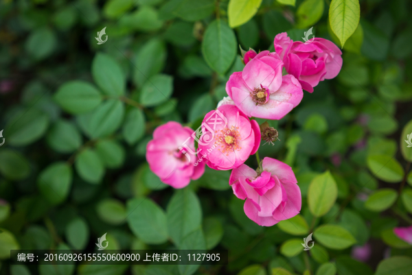 薔薇