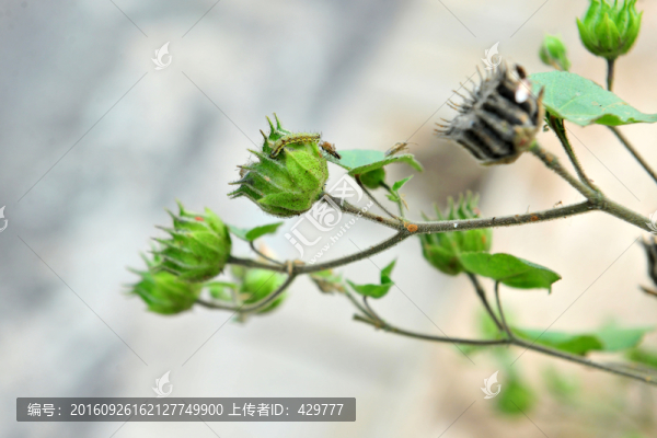 天茄,,野草