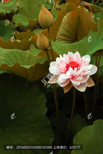 荷花