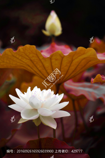 荷花