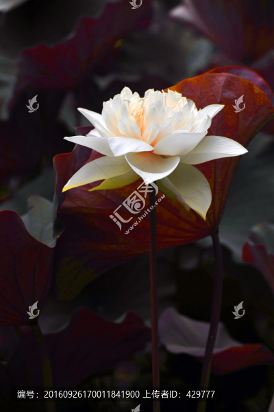 荷花