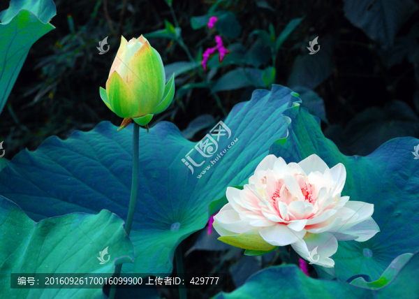 荷花,荷花池,荷塘