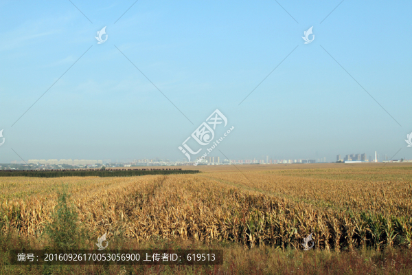 希望的田野
