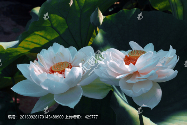 荷花,荷花池