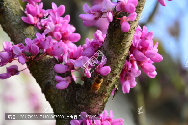 紫荊花