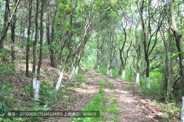 林間小路