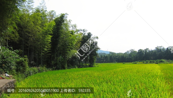 田園