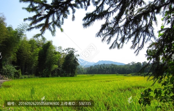 田園