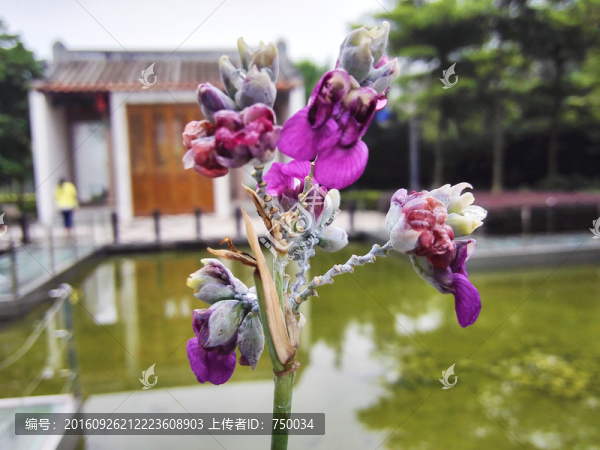 紫色花