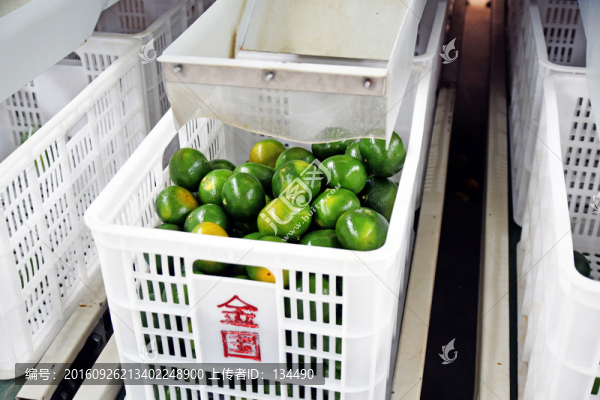 柑橘打蠟