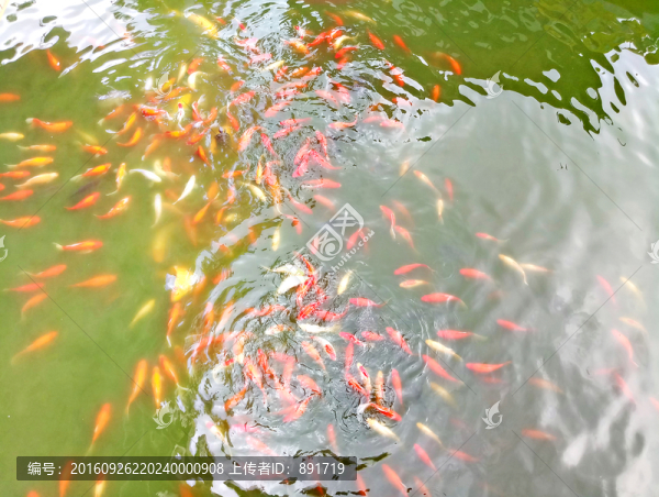 金魚池,觀賞魚