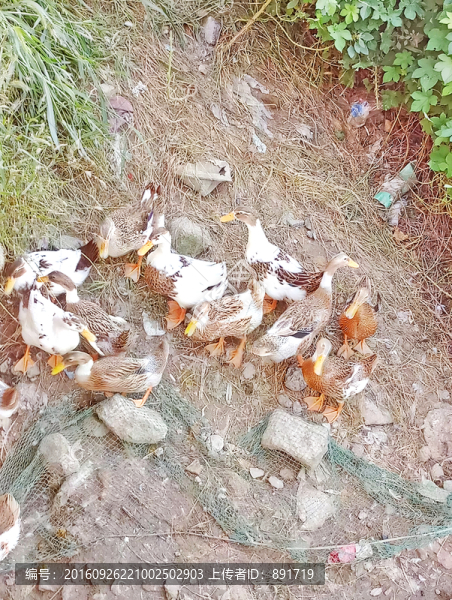野鴨,生態(tài)鴨,散養(yǎng)鴨