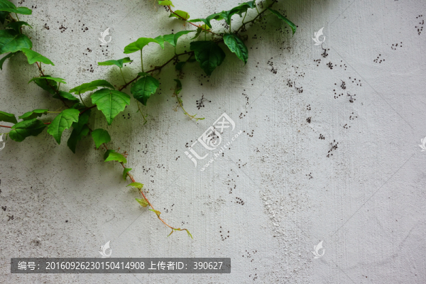 植物背景墻