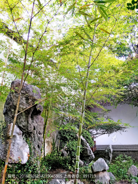 陽光竹林,園林小景