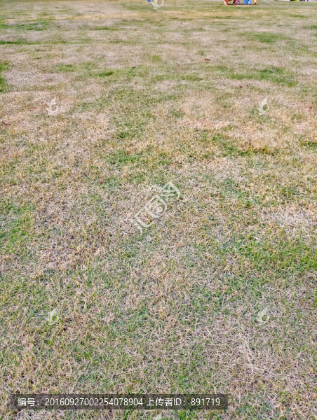 綠草地