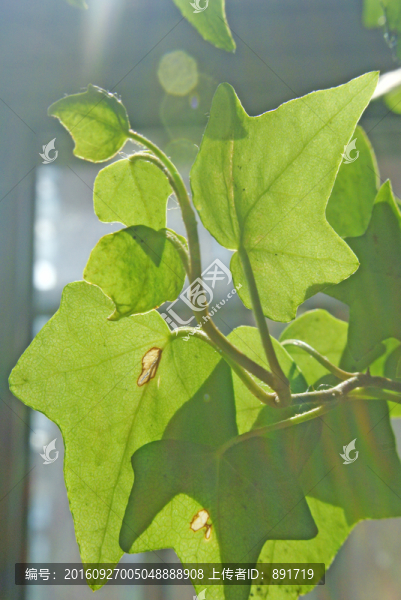 陽(yáng)光綠葉,綠葉背景素材-匯圖網(wǎng) www.fosd68.com 陽(yáng)光綠葉,綠葉背景素材