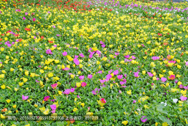 馬齒莧,鮮花背景素材