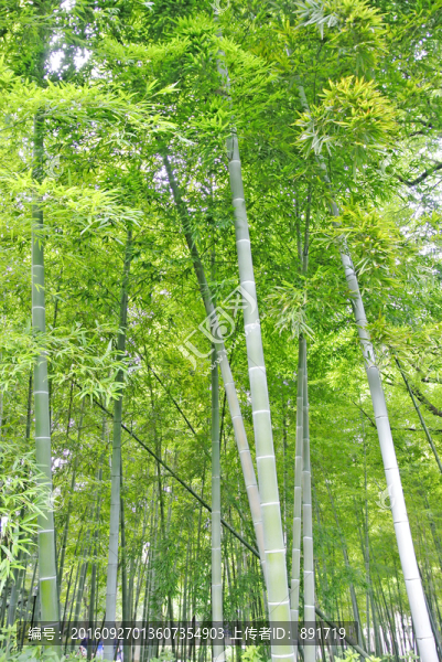 竹子,陽光竹林背景,竹林素材