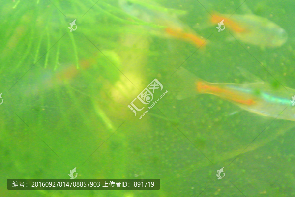 水草,水族,紅綠燈魚
