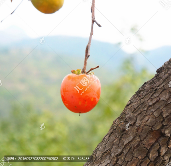 火紅的柿子