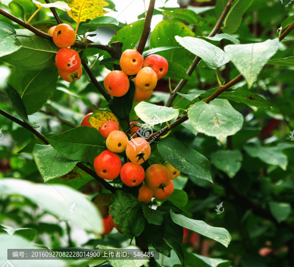 紅色海棠果
