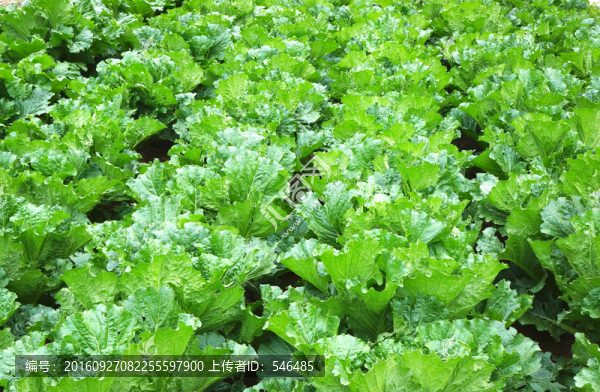 綠色菜園