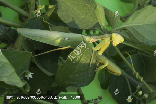 螳螂