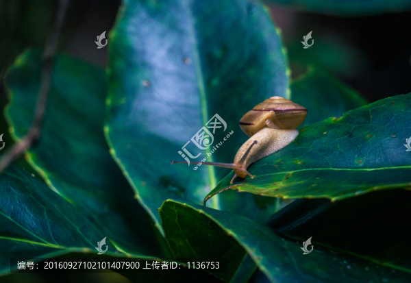 蝸牛