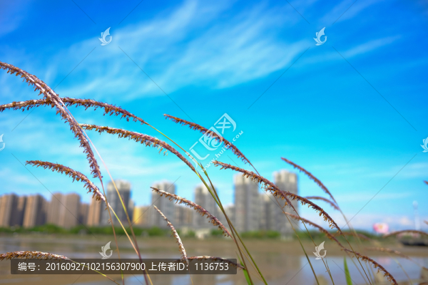 綠色城市,藍(lán)天,茅草