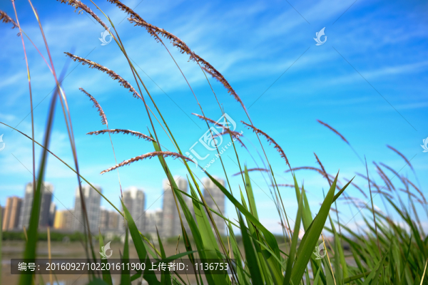 晴朗,綠色城市
