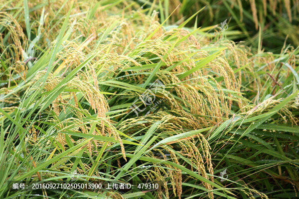 水稻,水稻田,稻穗