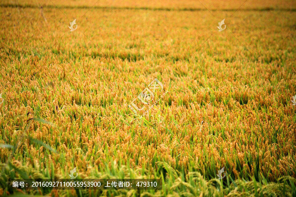 水稻,水稻田,稻穗,稻田