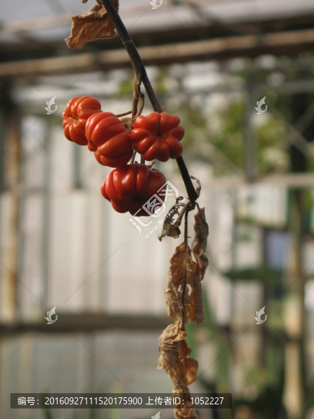 紅果實
