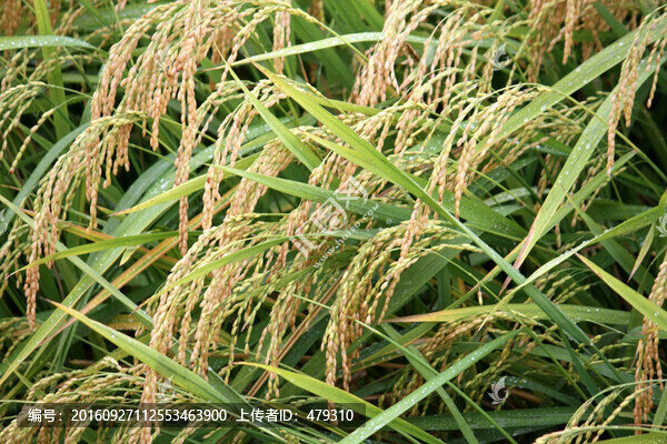 水稻,水稻田,稻穗