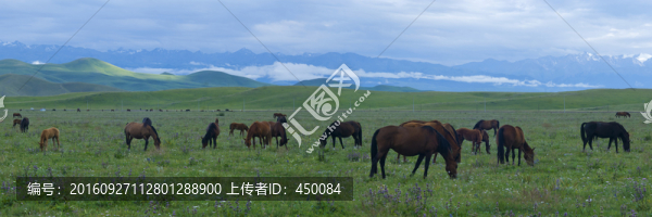 牧馬